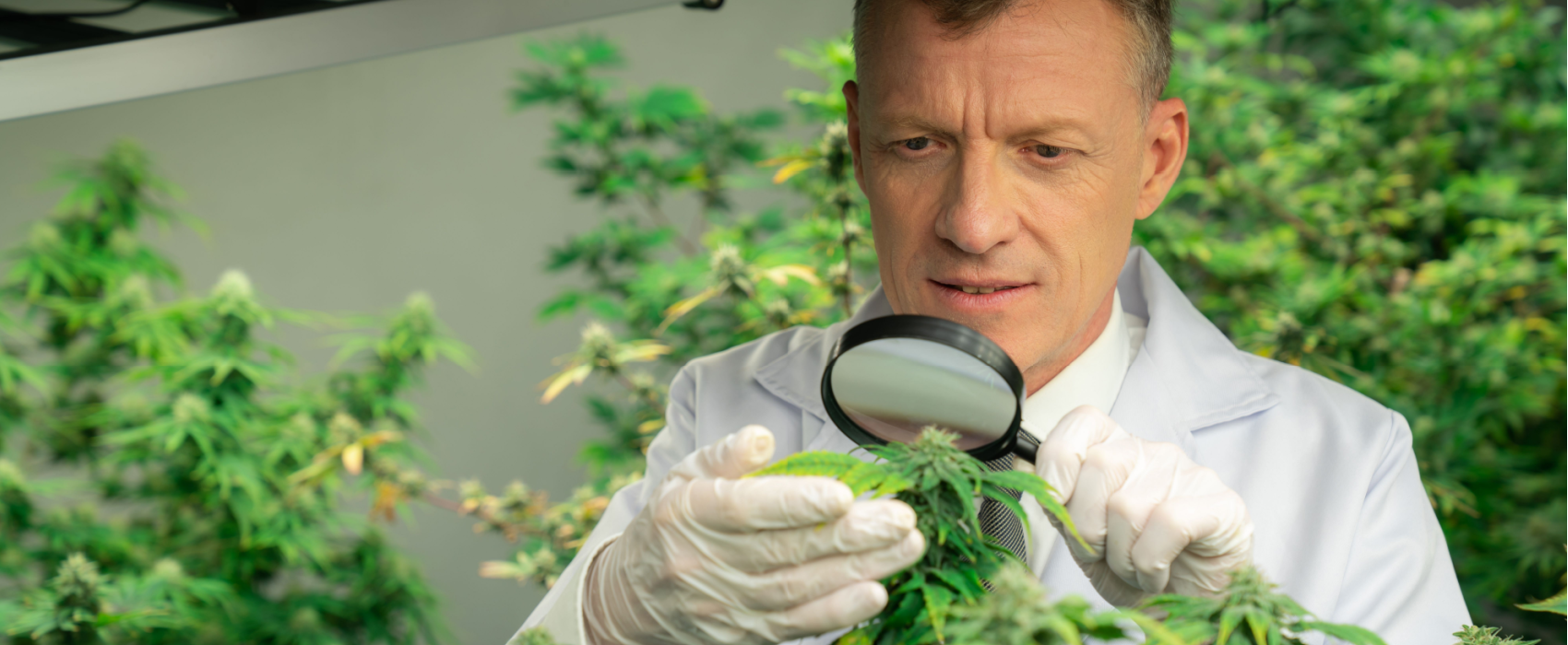 Cannabis Drying Rooms | Medicinal Plant Curing Rooms Near Me