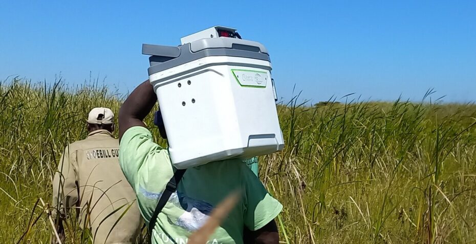Darwin Partners with African Parks' Shoebill Conservation Efforts