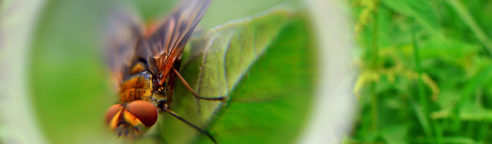 Fruit Fly Lifespan: How Long Do Fruit Flies Live? - A-Z Animals