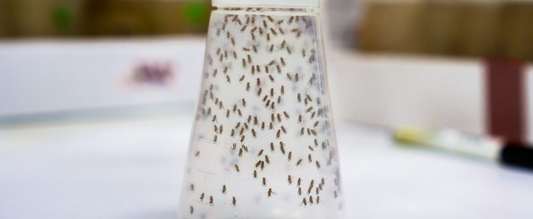 Drosophila Incubator | Insect Rearing | Controlled Environment Rooms | Reach-In Chambers Near Me