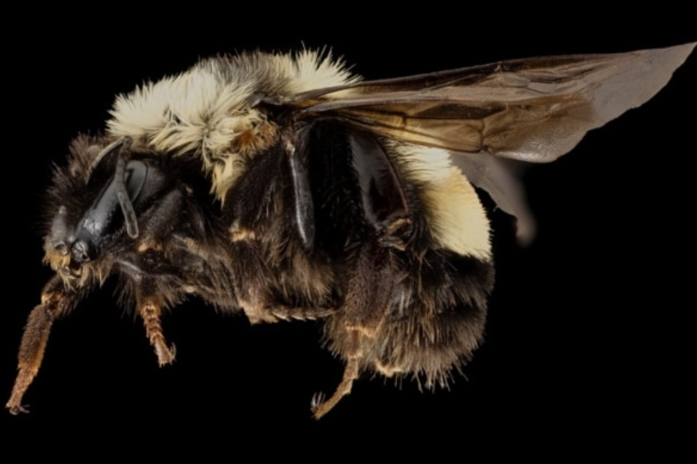 https://www.scientificamerican.com/article/u-s-lists-a-bumble-bee-species-as-endangered-for-first-time/