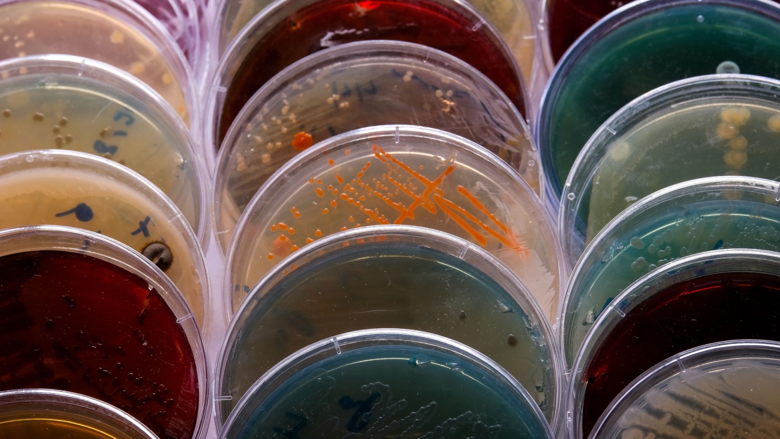 Bacteriology Chambers Near Me