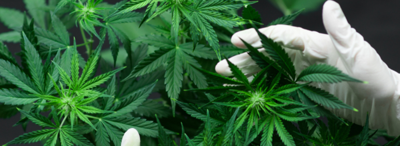 Cannabis Curing Room Portland, Cannabis Drying Room Portland, OR