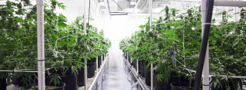 Cannabis Curing Room Santa Ana, Cannabis Drying Room Santa Ana, CA