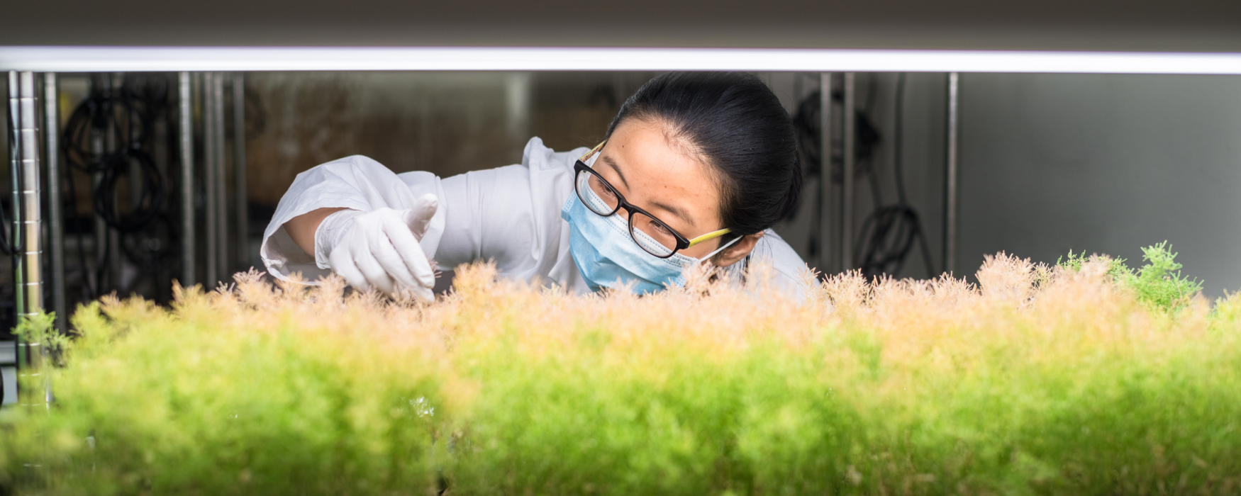 Denver, CO Plant Growth - Plant Growth Chambers