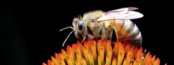 Insect Rearing Chambers | Controlled Entomology Environments
